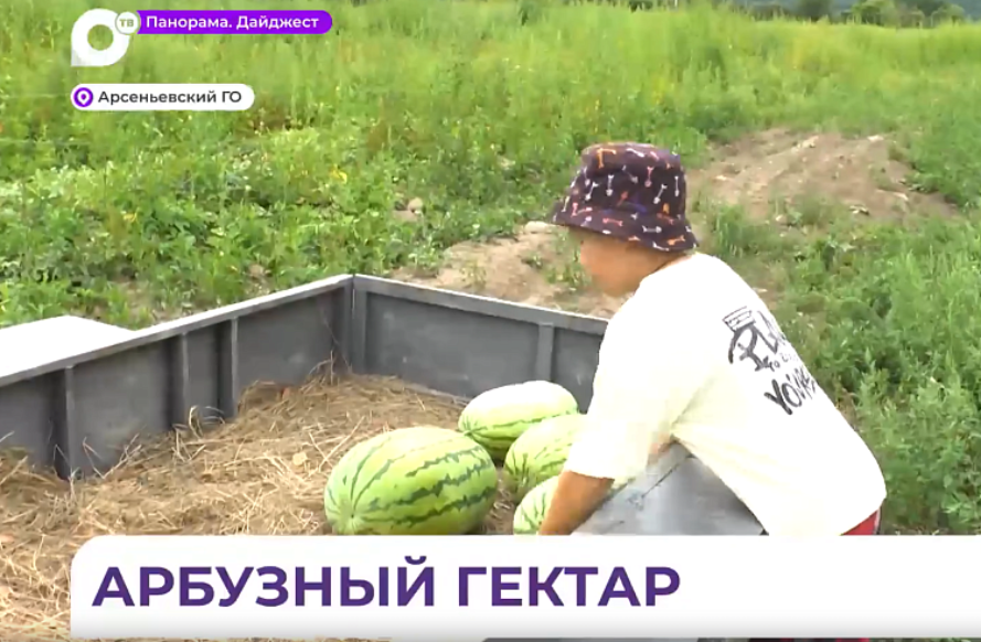 Семья из Приморья успешно осваивает «Гектар» для выращивания арбузов. ИСТОРИЯ УСПЕХА