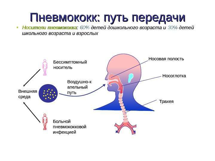 КГБУЗ "Анучинская ЦРБ" проводит бесплатную вакцинацию взрослого населения против пневмококковой инфекции.