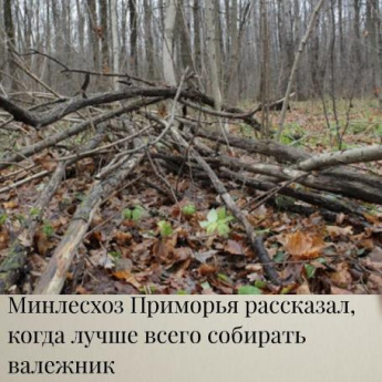 Минсельзхоз Приморья рассаказал, когда лучше всего собирать валежник. Памятка