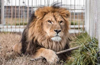 Пятнистые и полосатые: ТОП-5 парков Приморья с дикими кошками. ОБЗОР