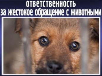Уголовная ответственность за жестокое обращение с животными ужесточается