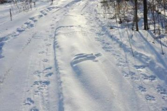 Работы по отлову хищника в Анучинском округе продолжаются