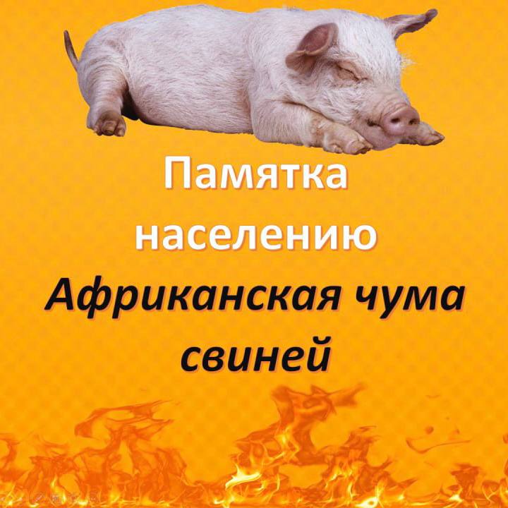 Африканская чума свиней - ПАМЯТКА НАСЕЛЕНИЮ