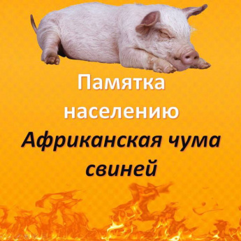 Африканская чума свиней - ПАМЯТКА НАСЕЛЕНИЮ