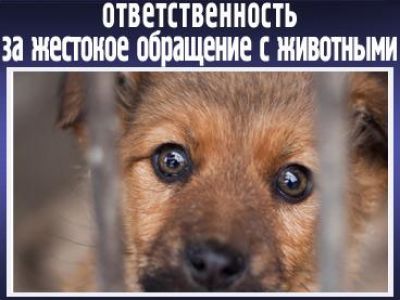 Уголовная ответственность за жестокое обращение с животными ужесточается